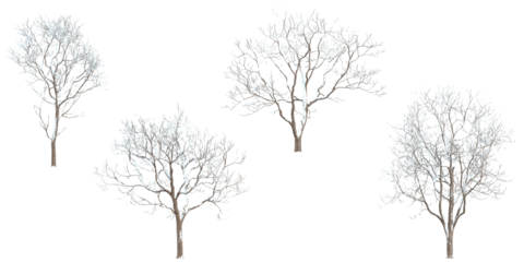 3D rendering of melia Snow Covered tree on transparent background