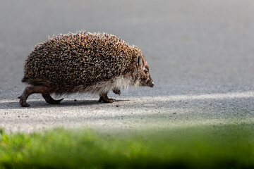 Hedgehog's Evening walk. Close-up of a hedgehog  © Modris