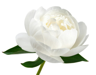  Elegant White Peony Flower with Green Leaves, Side View, isolated on transparent background png