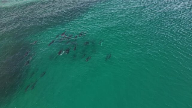 Pod of Dolphins Near Shore Baja California Sur Mexico Coastal Wildlife 4K