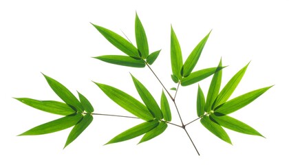 Vivid green bamboo leaves arranged on a light brown stem against a white background create a serene and tranquil image.