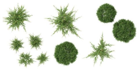 Collection of baeckea plants isolated on white background from the top view