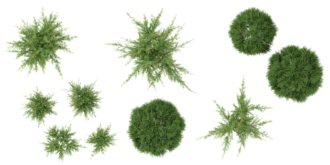 Collection of baeckea plants isolated on white background from the top view