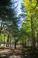 Beautiful scenery on Nami Island, woods and sunlight.