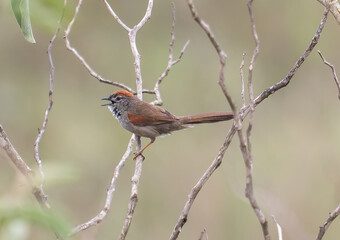 bird singing on a twig