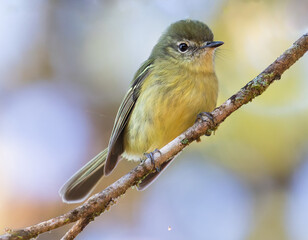 little bird on branch