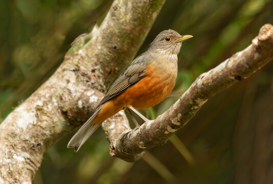 thrush on a branch