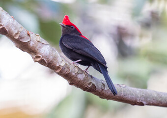 crested bird perched