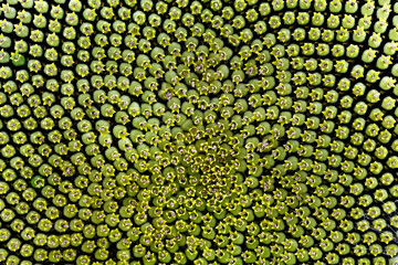 close up of the small flowers in the middle of a sunflower blossom