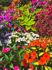 Obraz premium A vibrant mix of blooming flowers in a garden bed, including orange, pink, red, purple, and white blossoms surrounded by bright green foliage.