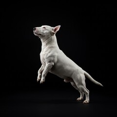 portrait of a bull terrier dog
