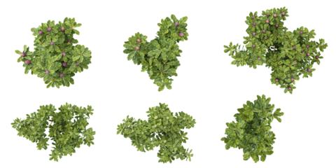 Collection of Banksia plants isolated on white background  from the top view