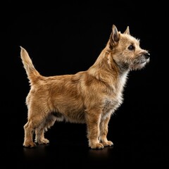 portrait of a cairn terrier dog