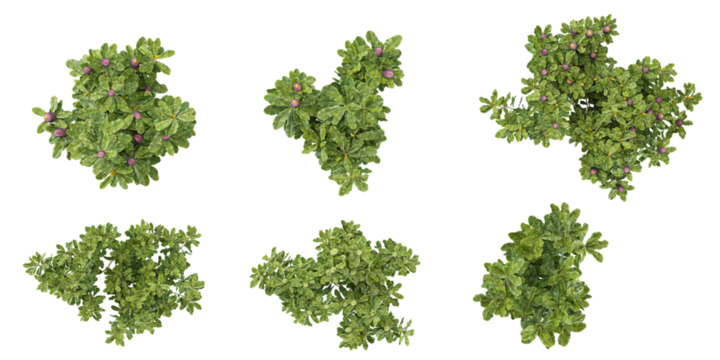 Collection of Banksia plants isolated on white background  from the top view