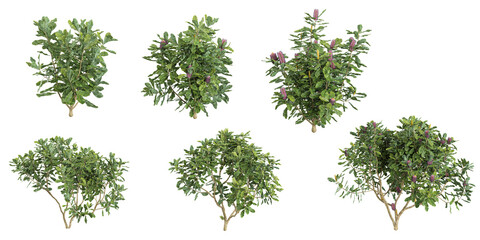 Collection of Banksia plants isolated on white background