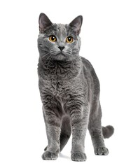 Fototapeta premium Gray cat portrait (1)