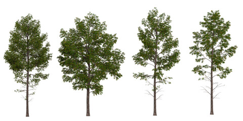 Collection of platycladus plants on transparent background