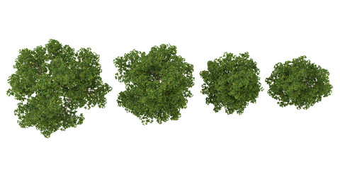 Obraz premium Collection of Poplus trees isolated on white background from the top view