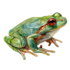 Frog, watercolor painting, vector illustration, isolated on a white background.