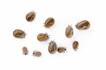 Deer ticks, Ixodes ricinus, variously filled with blood isolated on white background, top view of engorged tick