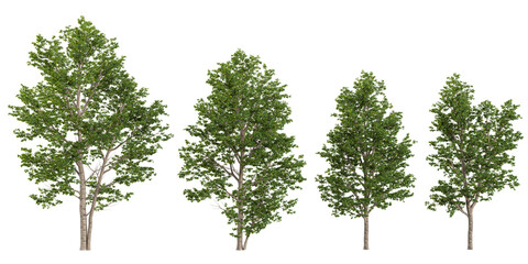 Collection of Poplus trees isolated on white background