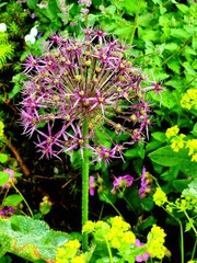 flowers in the garden