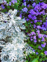 blue flowers in the garden