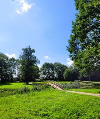 landscape with trees and sky