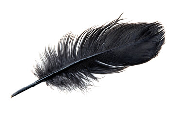 black feather isolated on white or transparent png