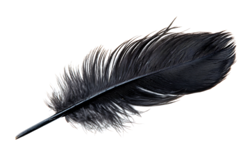 black feather isolated on white or transparent png