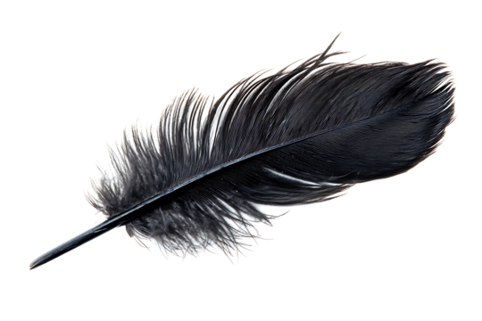 black feather isolated on white or transparent png