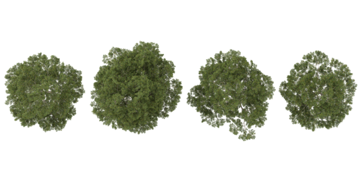 Collection of taxus trees isolated on white background from the top view