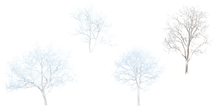 Isolated betula Snow Covered tree jungle