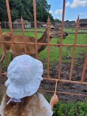 roe deer, baby feeds, zoo