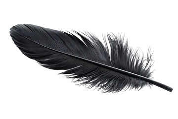 black feather isolated on white or transparent png