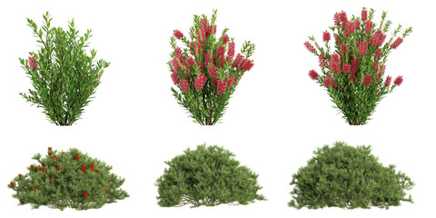 set of Banksia,callistemon plants on transparent background