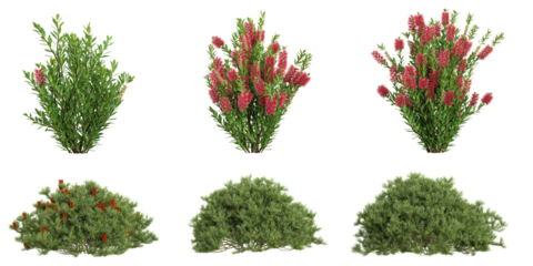 set of Banksia,callistemon plants on transparent background