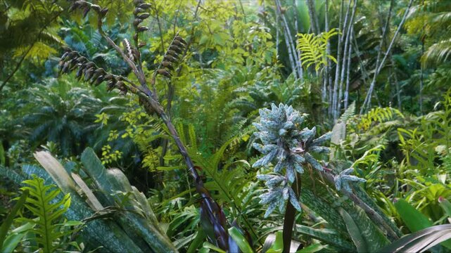 footage showcases the vibrant and diverse plant life thriving within a lush Hawaiian botanical garden. Features exotic tropical plants, including a striking bromeliad in bloom, set amidst a verdant ba