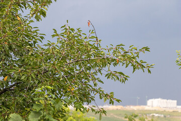 Tree branch with fresh green leaves in foreground against cloudy sky and distant city buildings under construction background