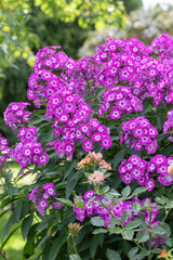 Obraz premium pink flowers in the garden. Pink phlox.