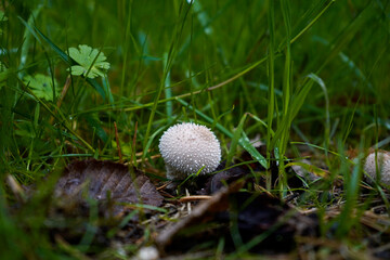 White round mushroom growing among grass and leaves, symbolizing forest diversity, natural growth, wild vegetation, and the richness of woodland ecosystem.
