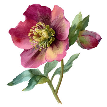 Hellebore Flower, watercolor painting, vector illustration, isolated on a white background.