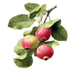 Guava Tree, watercolor painting, vector illustration, isolated on a white background.