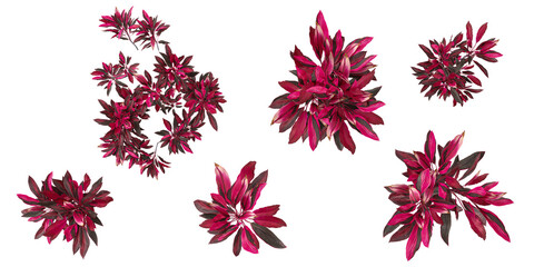 set of cordyline plants on transparent background from the top view