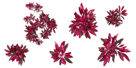 set of cordyline plants on transparent background from the top view