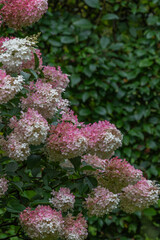 Obraz premium Hydrangeas in the garden. Large hydrangeas flowers.