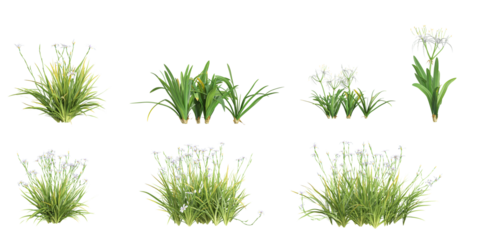 set of dietes plants on transparent background
