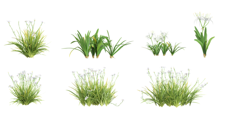 set of dietes plants on transparent background
