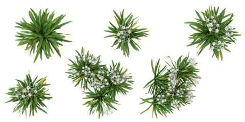 set of dietes,hymenocallis plants on transparent background from the top view