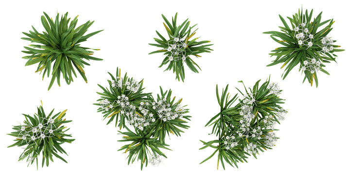 Fototapeta set of dietes,hymenocallis plants on transparent background from the top view